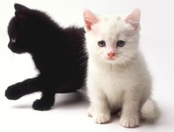 Кошки!