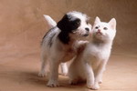 кошки, фотографии кошек и котят