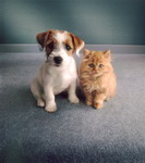 кошки, фотографии кошек и котят