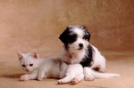 кошки, фотографии кошек и котят