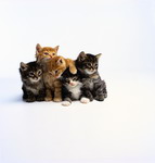 кошки, фотографии кошек и котят