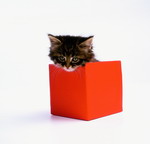 кошки, фотографии кошек и котят