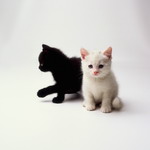 кошки, фотографии кошек и котят