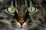кошки, фотографии кошек и котят