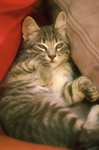 кошки, фотографии кошек и котят