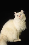 кошки, фотографии кошек и котят