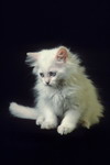 кошки, фотографии кошек и котят