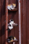 кошки, фотографии кошек и котят