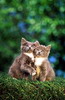 кошки и котята