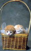 кошки и котята