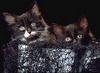 кошки и котята