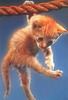 кошки и котята