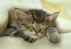 кошки и котята