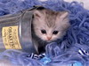 кошки и котята