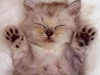 кошки и котята