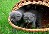 кошки и котята