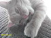 кошки и котята
