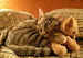 кошки и котята