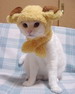 кошки и котята