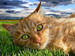 кошки и котята