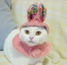 кошки и котята