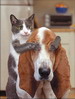 кошки и котята