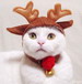 кошки и котята