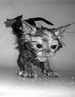 кошки и котята