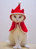 кошки и котята