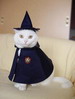 кошки и котята