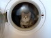 кошки и котята