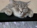 кошки и котята
