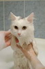 кошки и котята