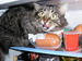 кошки и котята