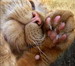 кошки и котята