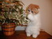 кошки и котята