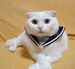 кошки и котята