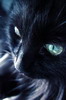 кошки и котята