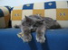 кошки и котята